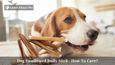 What to Do If Your Dog Swallowed a Bully Stick: Expert Advice